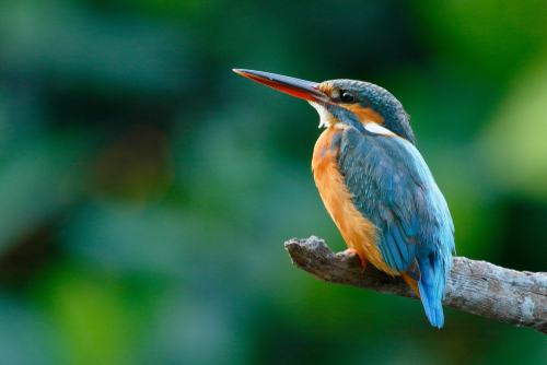 Big Schools’ Birdwatch