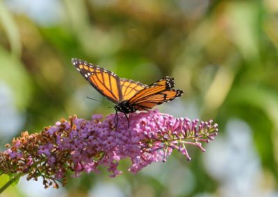 monarch butterfly on flower