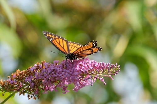 Butterfly Awareness Day